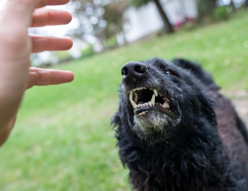Knoxville dog bite lawyer, dog bite lawyer, personal injury law firm in Knoxville.